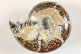Polished Agatized Ammonite (Phylloceras?) Fossil - Madagascar #200493-1